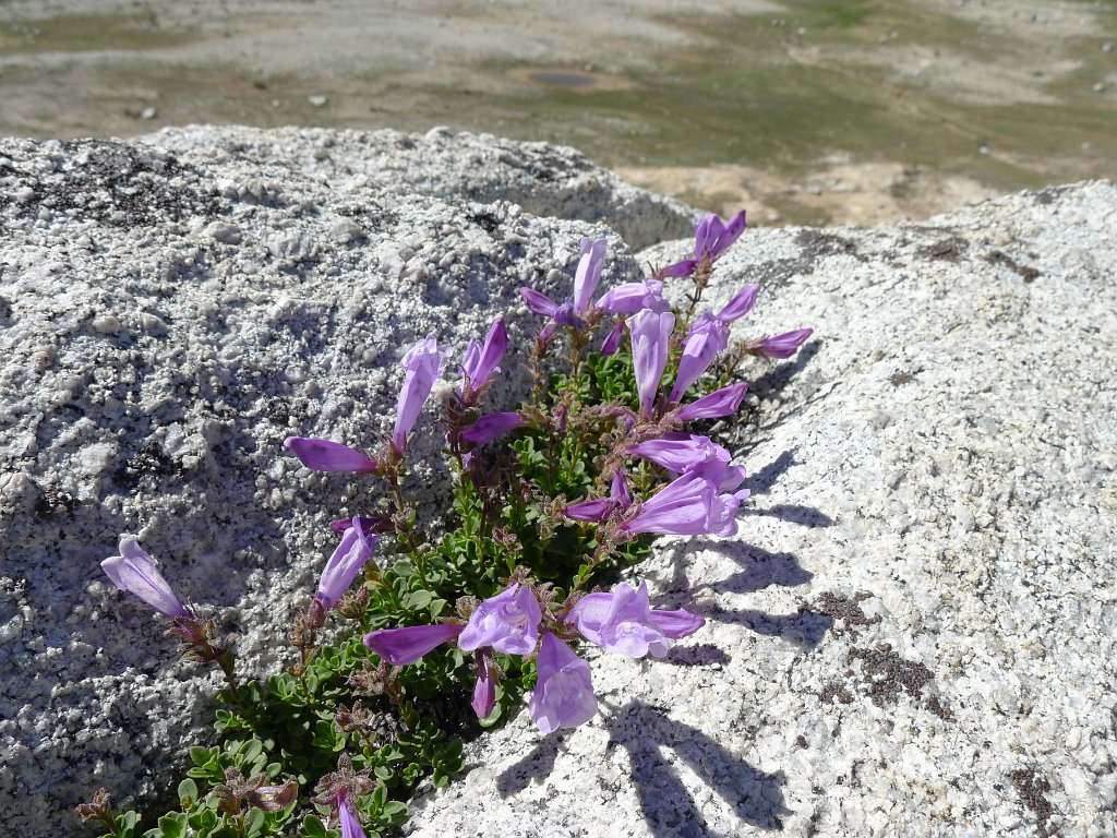 RuggedPeak 081
